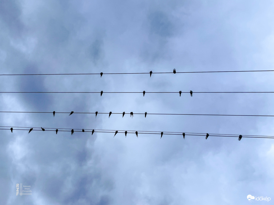 Fecske iskola - fázós hangjegyek az égbolton / Tiszalök