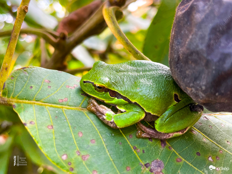 Zöld álca a diófán