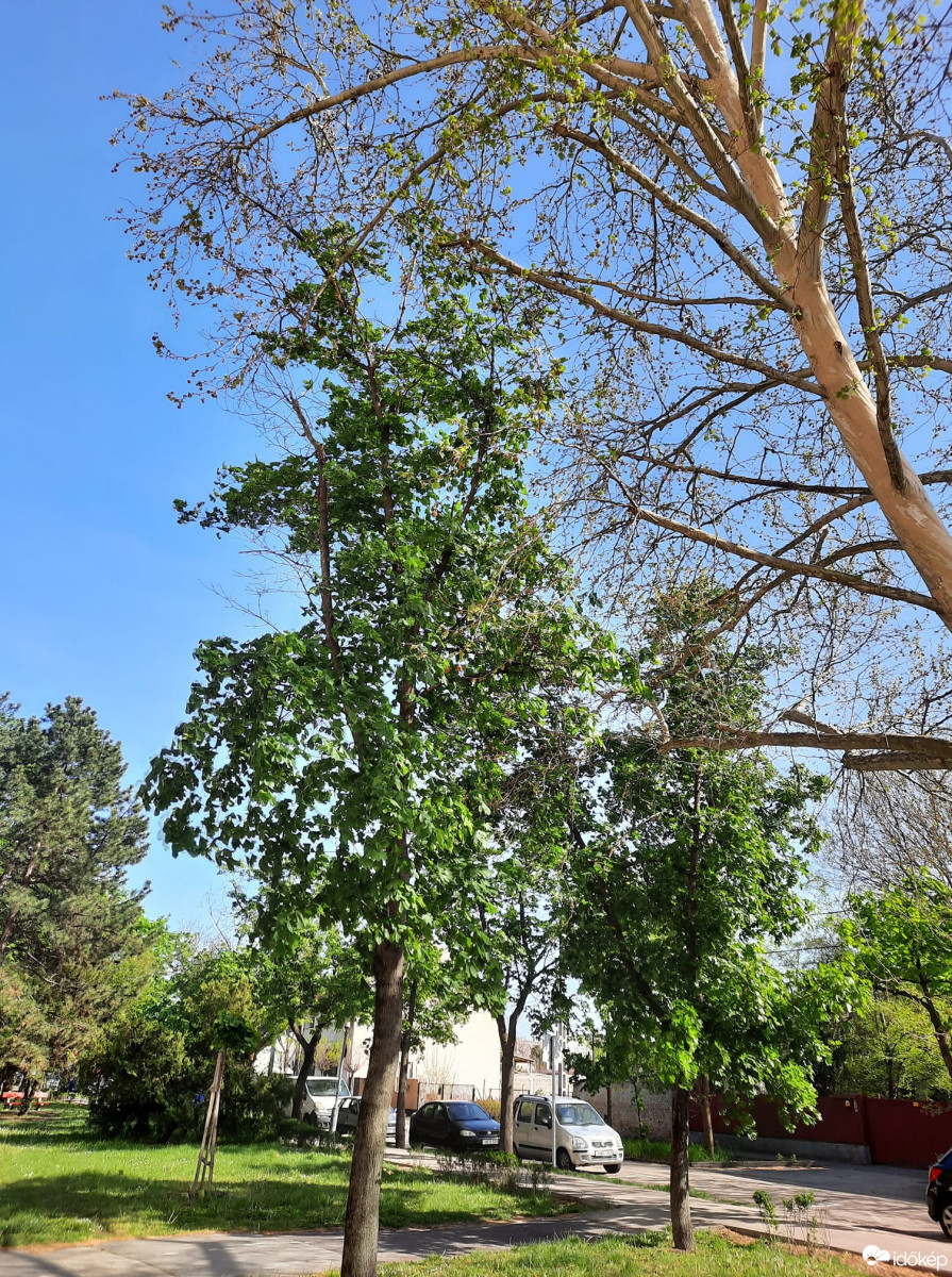 Észlelési fényképek