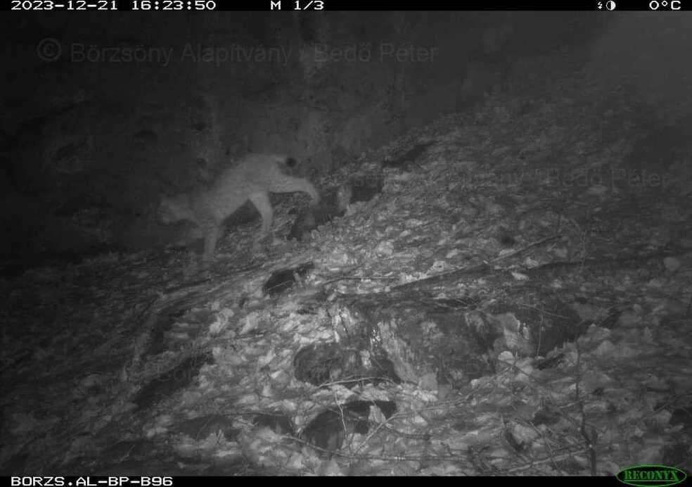 Fotó: Börzsöny Alapítvány/Bedő Péter
