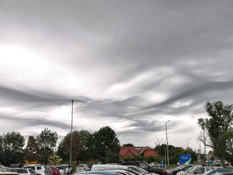 Undulatus asperatus