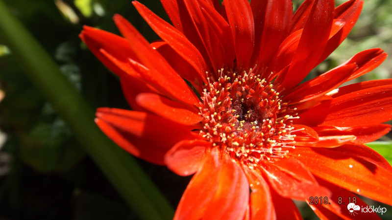 gerbera