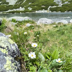 Ždiar