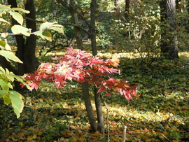 Vácrátót arborétum