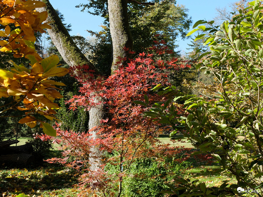 Vácrátót arborétum