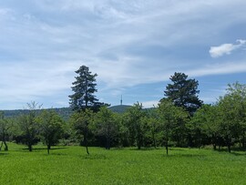 Pécs