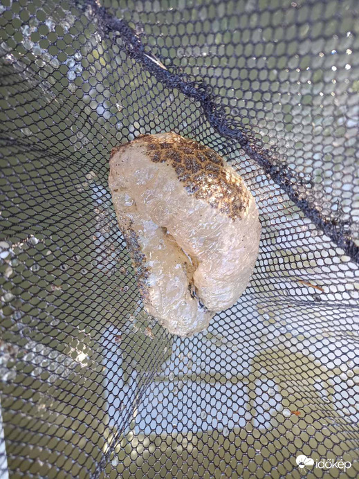 Óriási moha állat kolónia