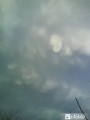 mammatus