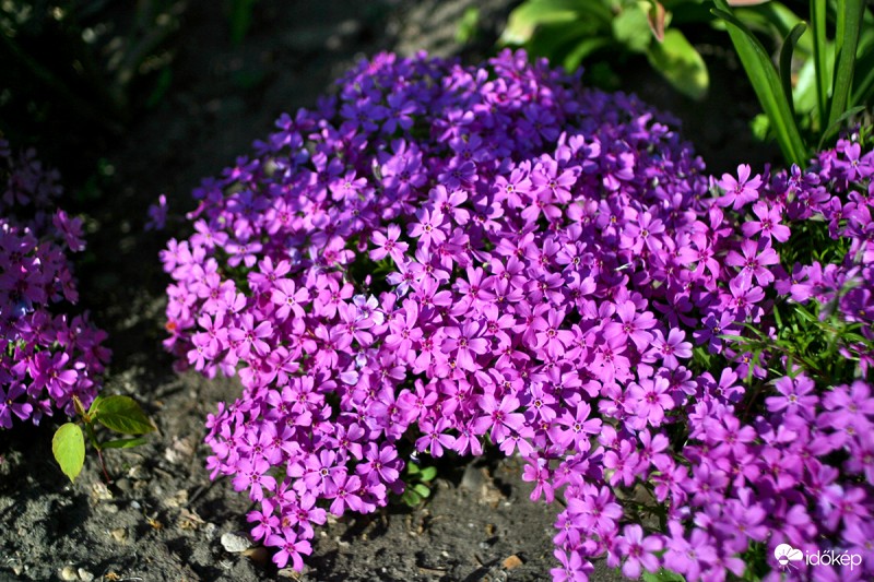 Árlevelű lángvirág