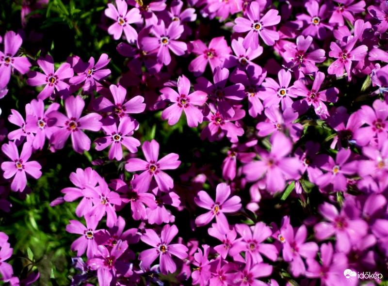 Árlevelű lángvirág 2