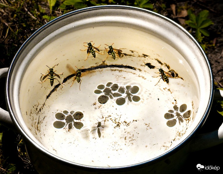 Hőség vs. vízibalett