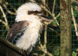 Kookaburra