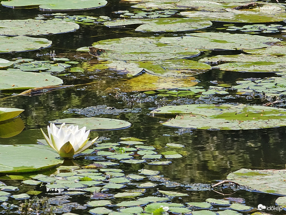 Kis- Balaton