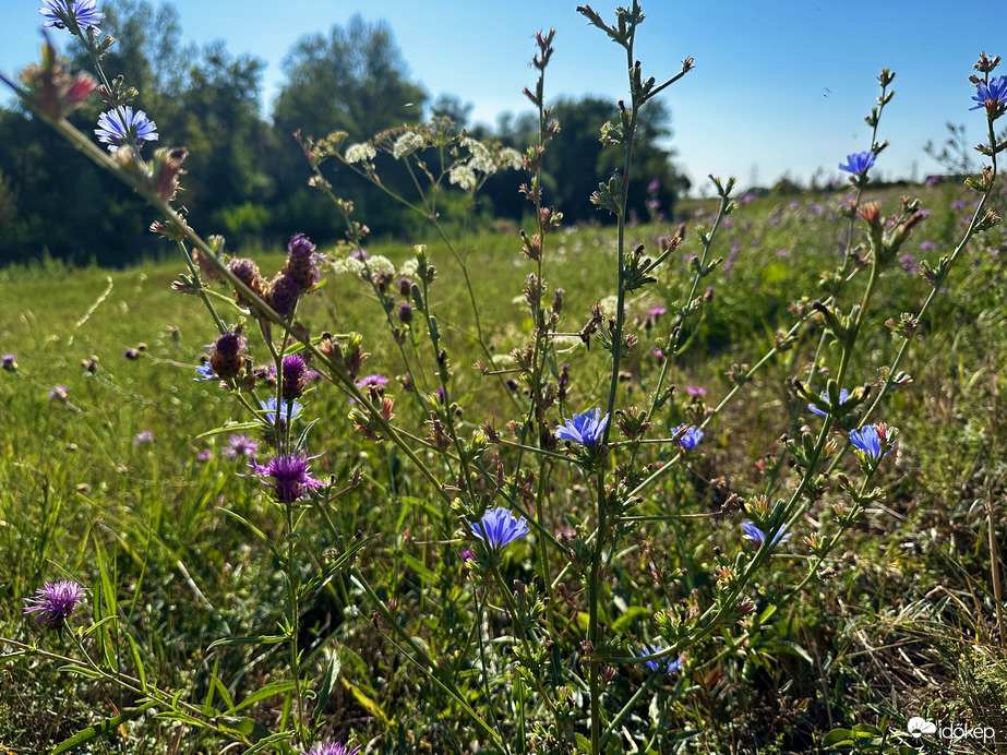 Természet