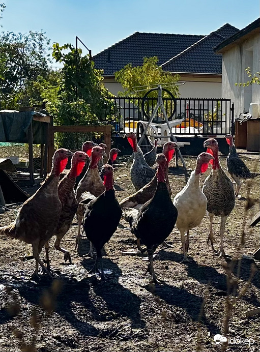 A világító pulykanyakak