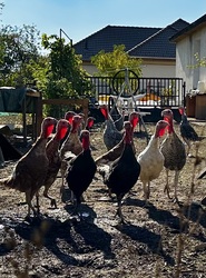 A világító pulykanyakak