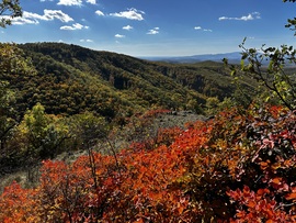 Cserszömörce a Bükkben