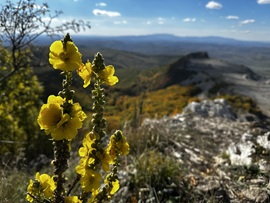 Ökörfarkkóró októberi hattyúdala