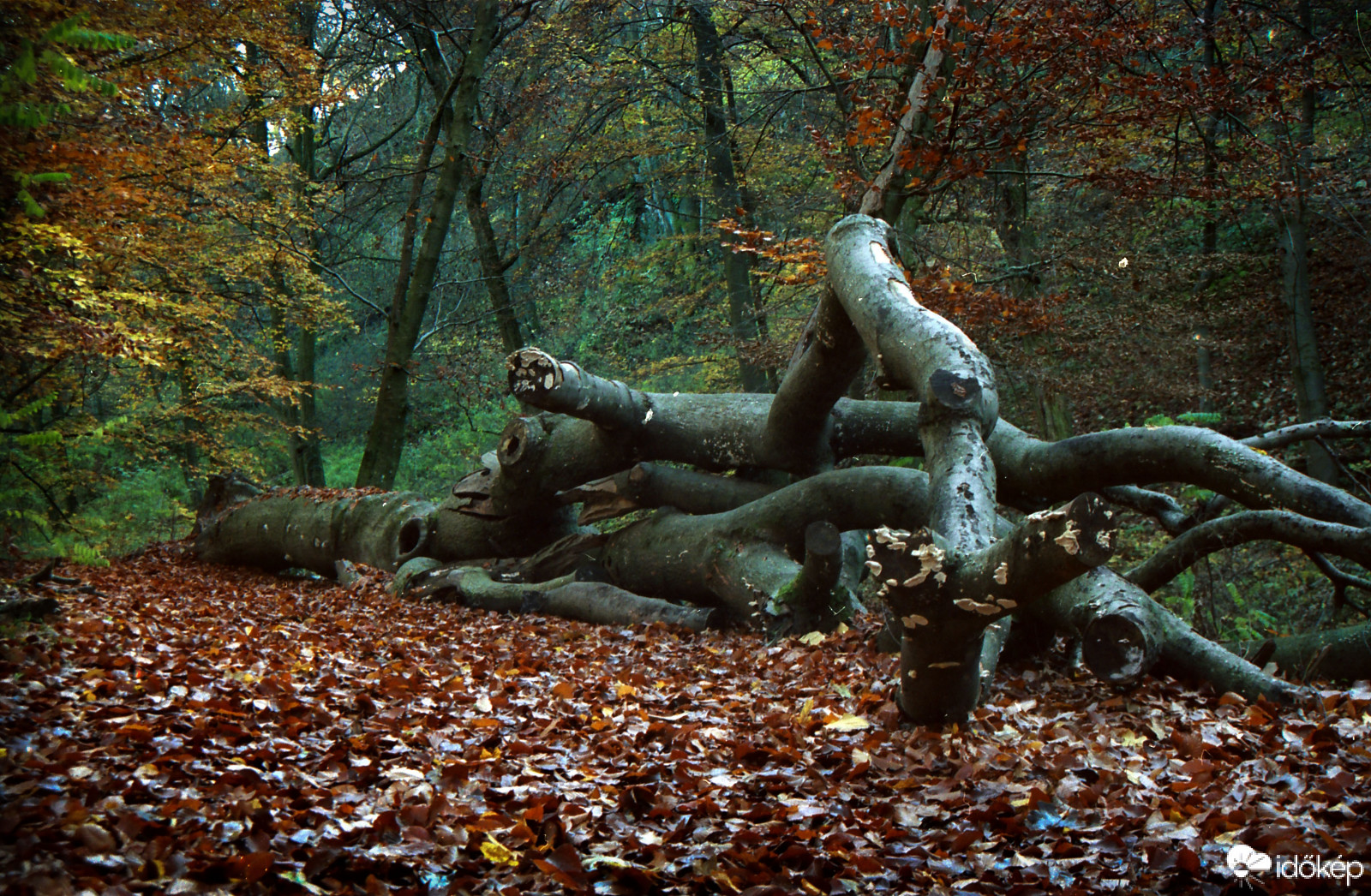 Gaja-szurdok,Canon eos 5 slr,Kodak Portra 400 negatív