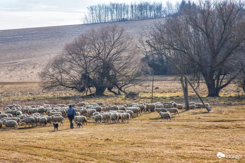 Aszód,Hosszúvölgy