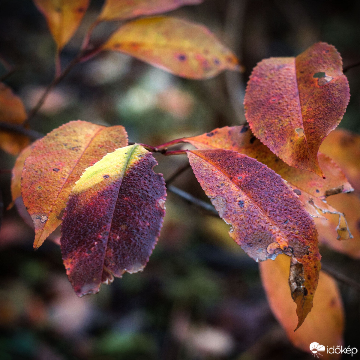 Pentacon Six TL-Carl Zeiss Sonnar 2.8/180 mm-Kodak Ektar 100 negatív