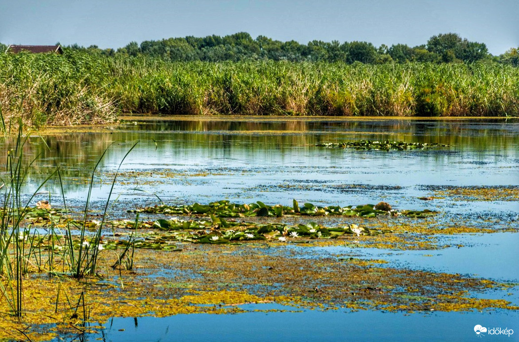 Tisza-tó