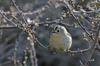 Sárgafejű királyka 