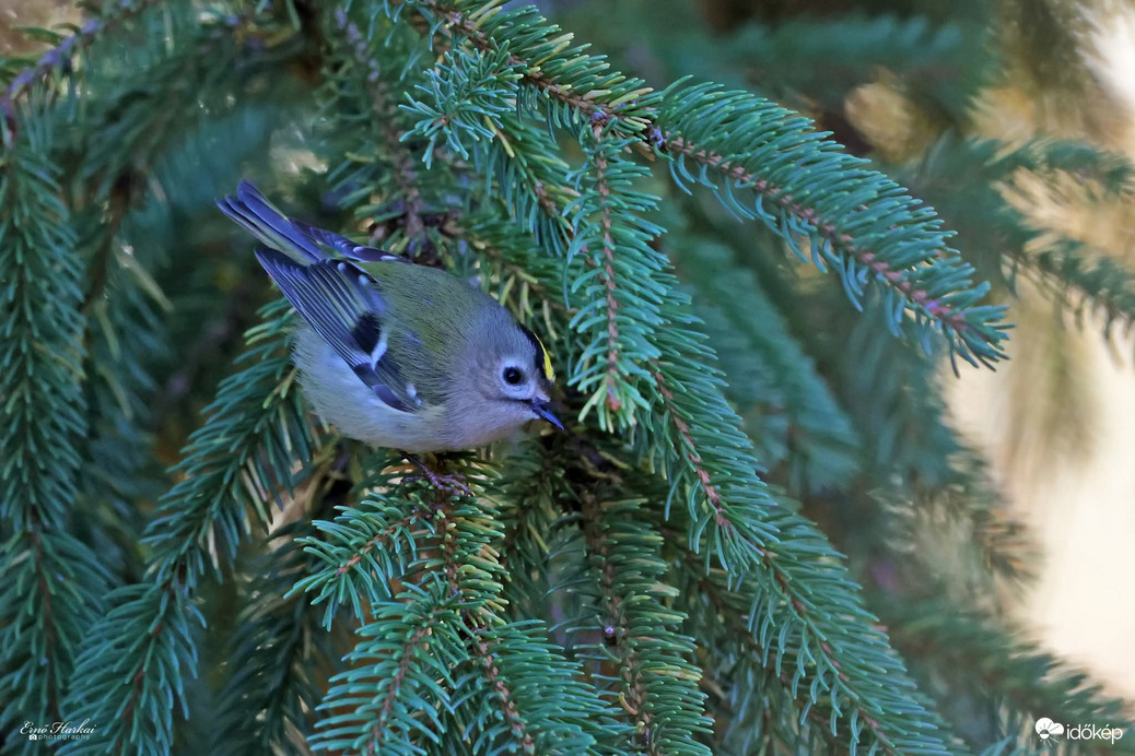 Sárgafejű királyka 