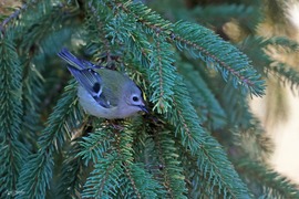 Sárgafejű királyka 