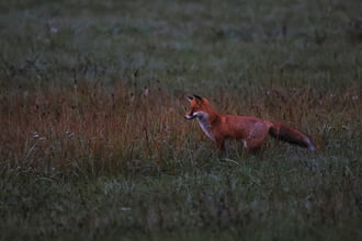 Esti portyázáson a kis vörös 