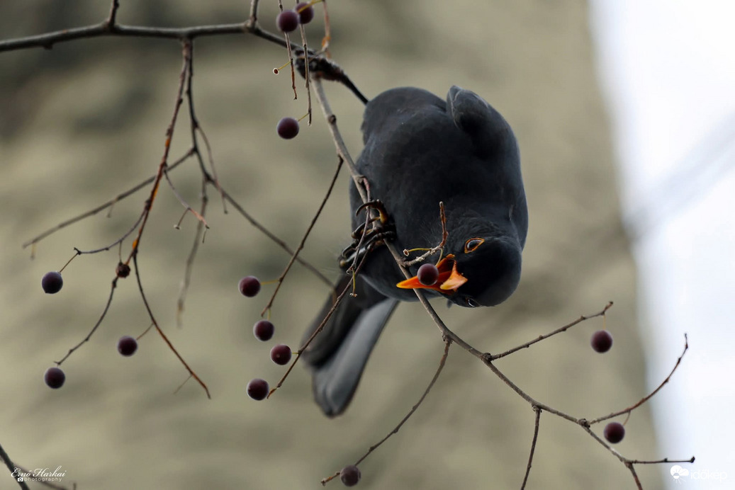 Fekete rigó ostorfa termését fogyasztja