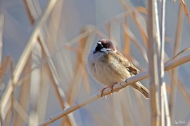 Mezei veréb nádi sziesztája