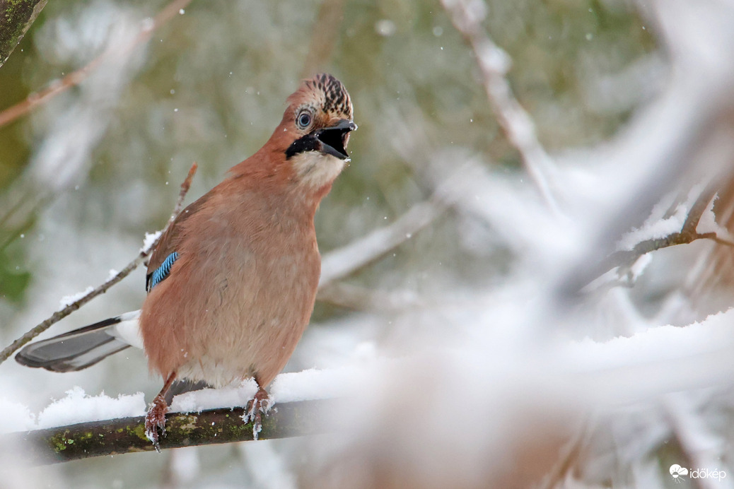 ELÉG VOLT A HÓBÓL!