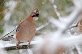 ELÉG VOLT A HÓBÓL!