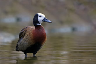 Apáca fütyülőlúd 