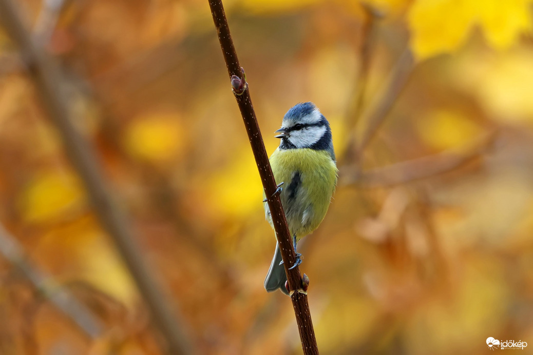 Kékcinege az évszakhoz öltözve