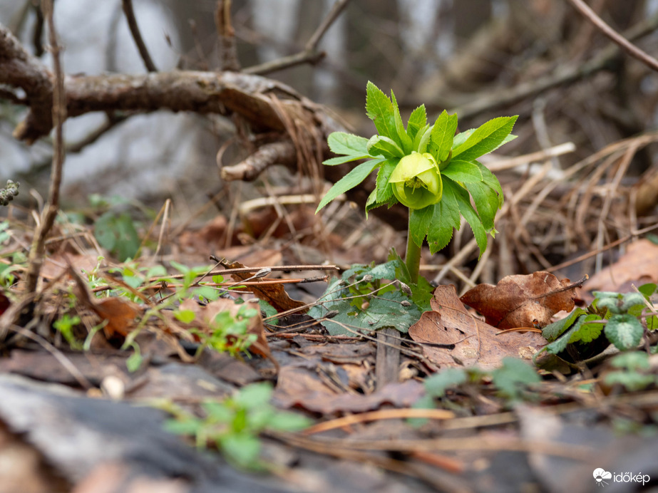 Mecsek - Illatos hunyor