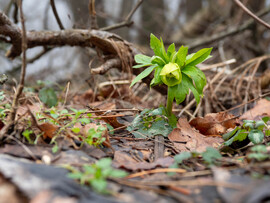 Mecsek - Illatos hunyor