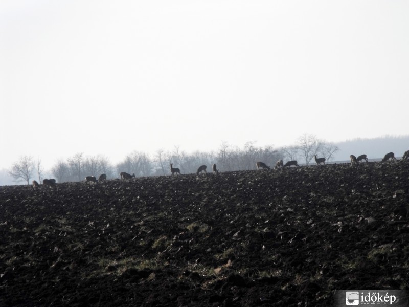 Előcsalogatta a napocska őket
