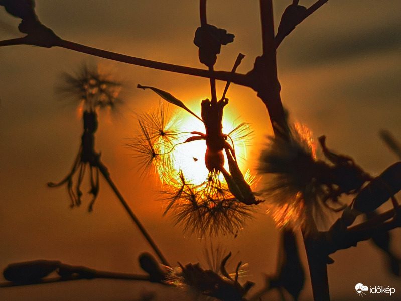 Sütkérező ejtőernyősök