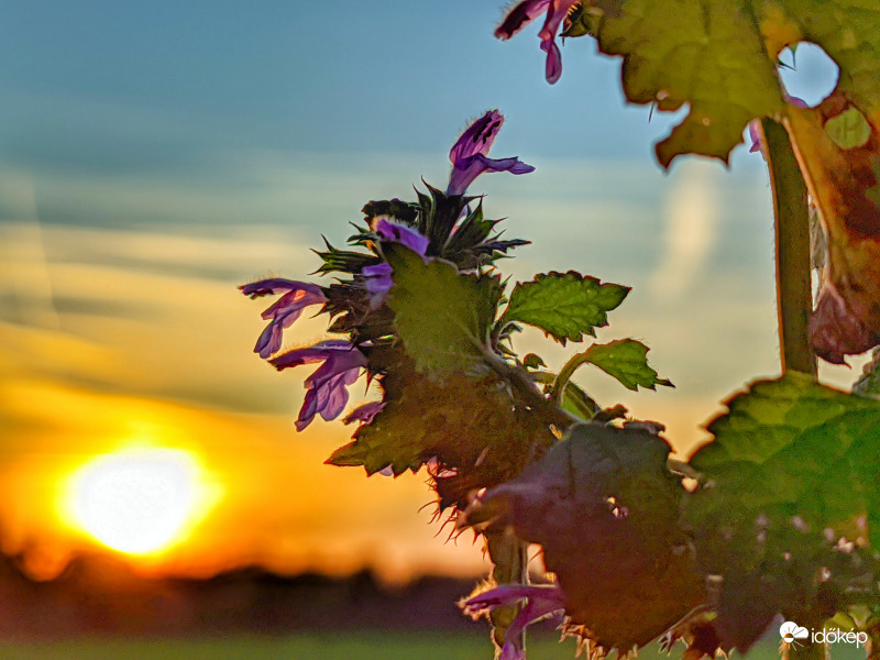 Narancs óriás közelében