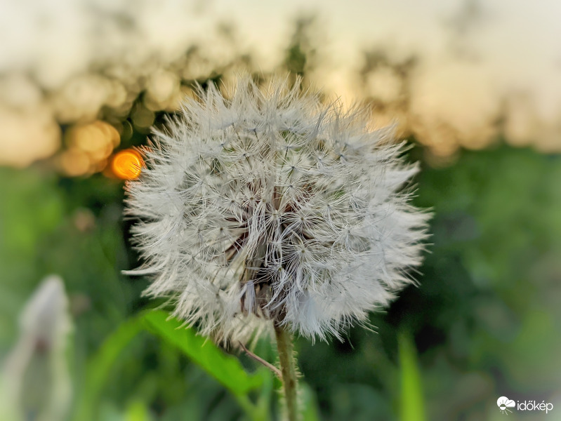 Pitypangos látomás