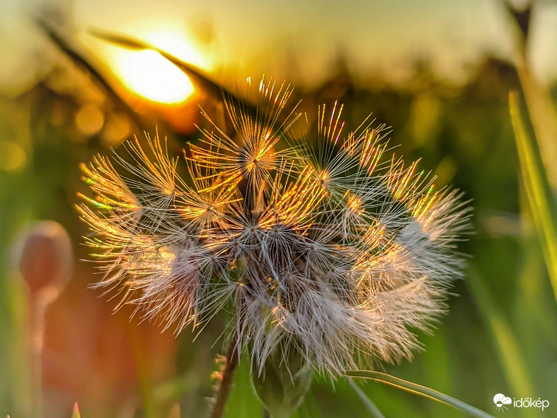 Fűszál árnyékában