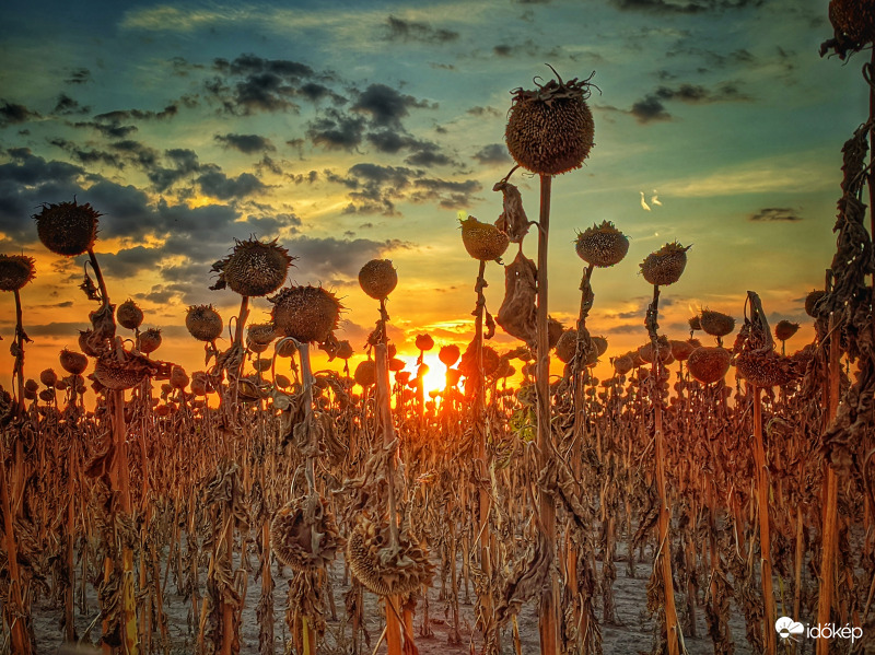 Nem kedvezett nekik a nyár...