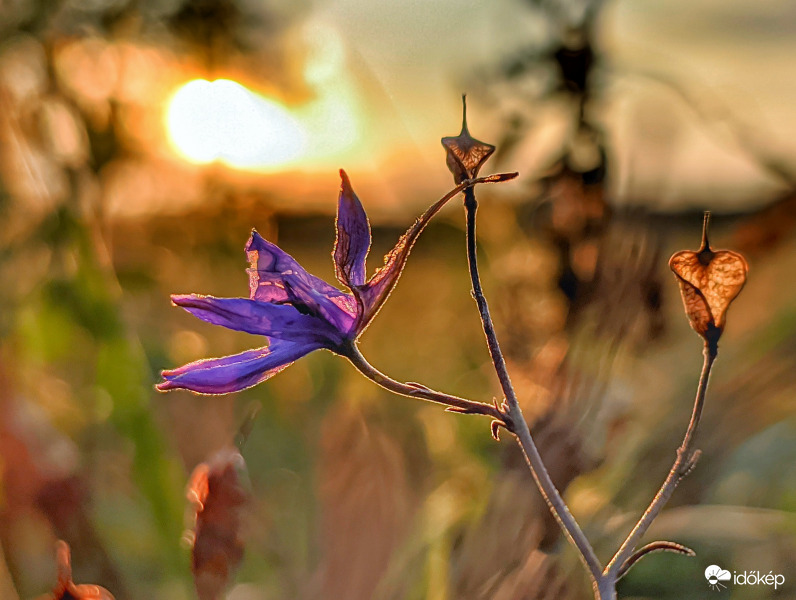 Mezei szarkaláb az őszi alkonyban
