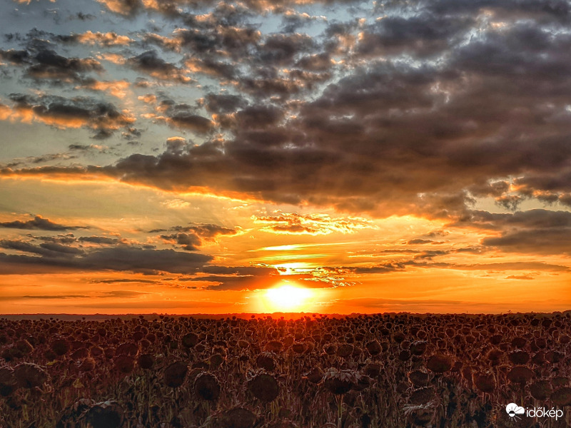 Napraforgók betakarítás előtt