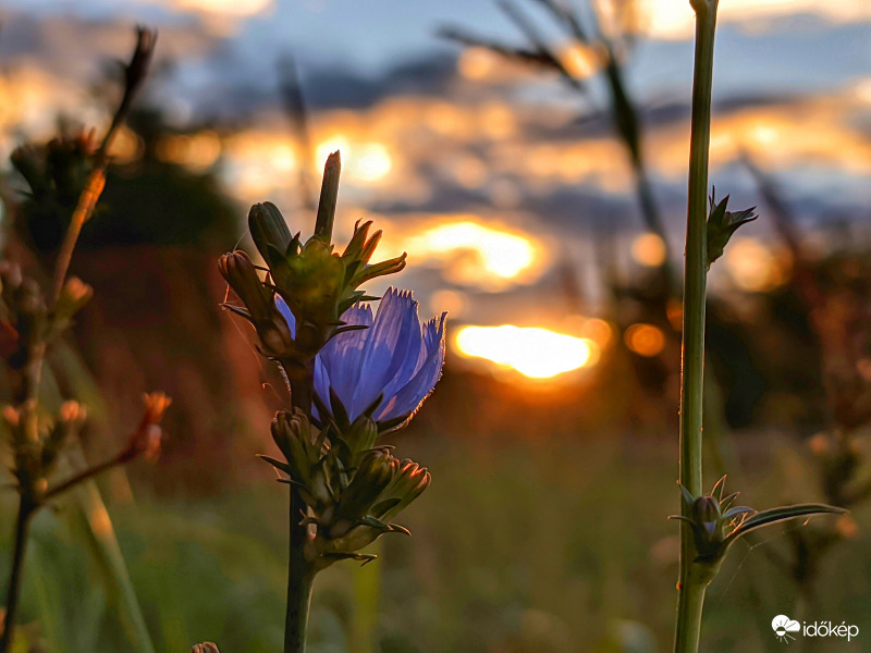 Katáng felemás alkonykor