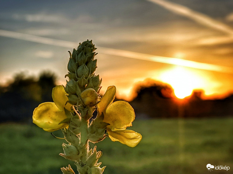 Ökörfarkkóró napnyugtakor