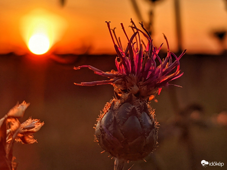 Szépség az alkonytban