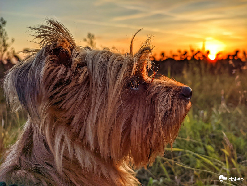 Mazsola és a mai alkony